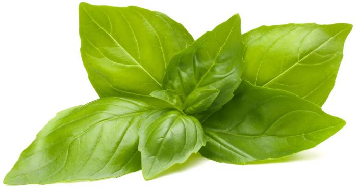 Click & Grow Smart Refill Sidrunbasiilik 3tk