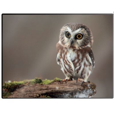 Table mat 530x400mm Owl Prolexplast