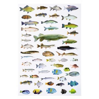 Sticker set fish, about 310 pcs