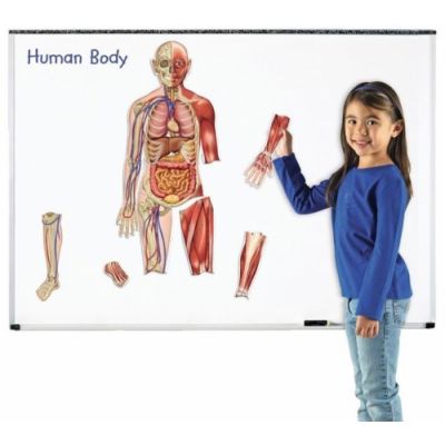 Human body, organs and muscles, magnetic board