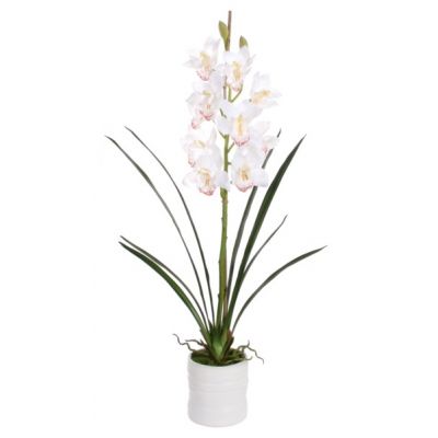 Cymbidium in a pot, white h 96cm