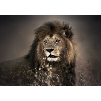 Wallpaper Canvas Lion