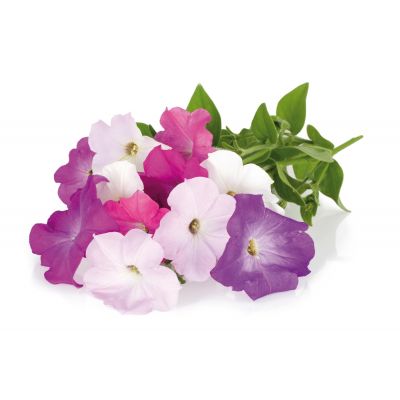 Click & Grow petunia plant capsules, 3-pack