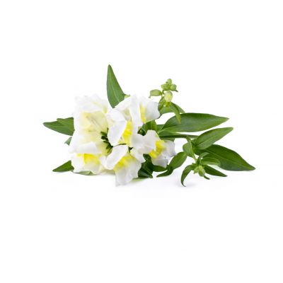 Click & Grow White snapdragon plant capsules, 3-pack