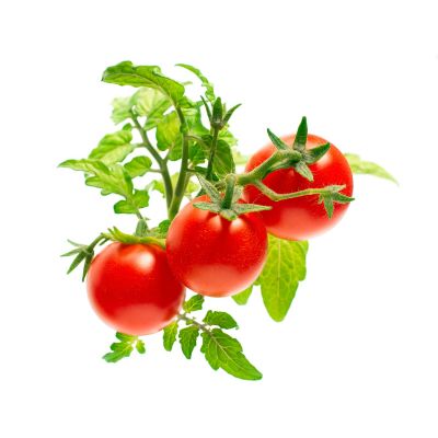 Click & Grow mini tomati taimekapslid, 9-pakk