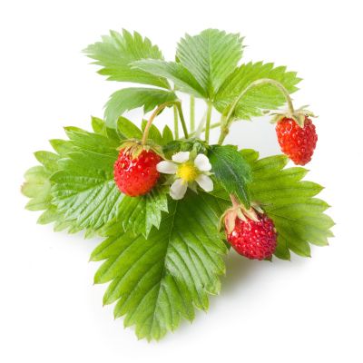 Click & Grow wild strawberry plant capsules, 9-pack